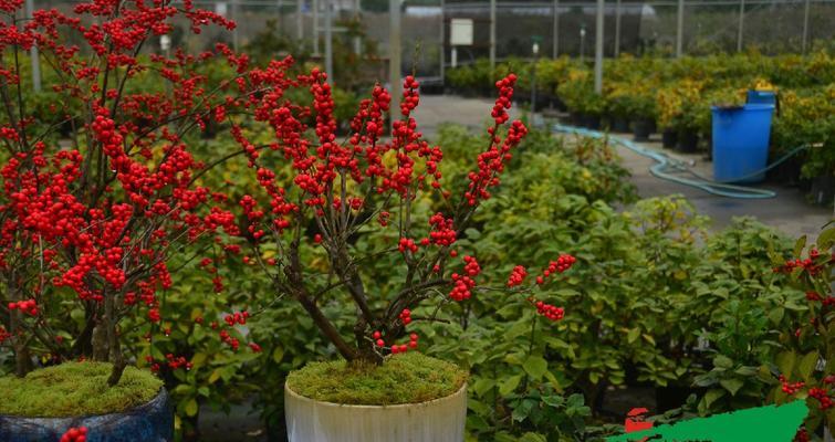 冬季常绿观赏植物推荐：哪些植物冬天不掉叶？