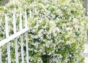 冬季常绿观赏植物推荐：哪些植物冬天不掉叶？