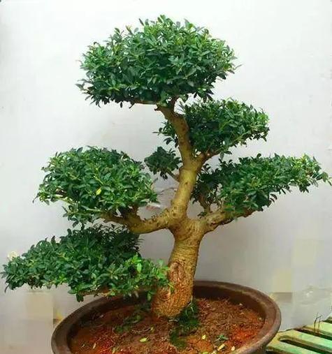 冬季常绿观赏植物推荐：哪些植物冬天不掉叶？