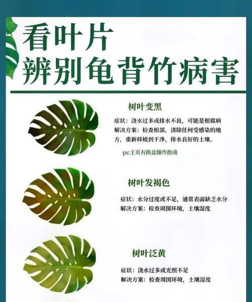 龟背竹的叶子发黄枯萎了怎么办？如何处理和预防？
