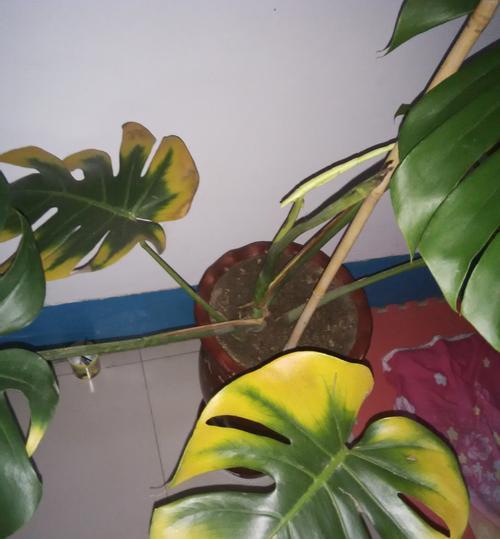 龟背竹的叶子发黄枯萎了怎么办？如何处理和预防？