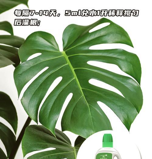 龟背竹的叶子发黄枯萎了怎么办？如何处理和预防？