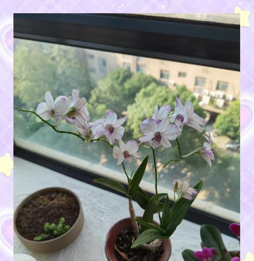 有哪些万能养花技巧？如何使花卉茁壮成长？
