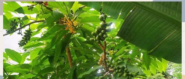 黄兰属于木兰科吗？木兰科植物有哪些特点？