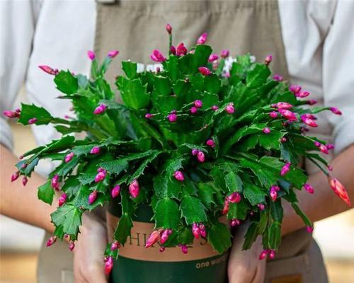 种植观赏植物种类有哪些？各自的养护要点是什么？