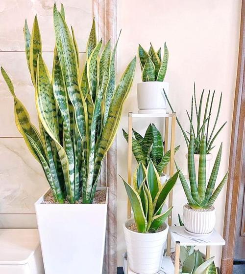 种植观赏植物种类有哪些？各自的养护要点是什么？