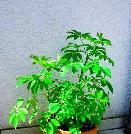 种植观赏植物种类有哪些？各自的养护要点是什么？