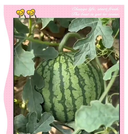 湖北咸宁地区西瓜的最佳播种时间是什么时候？