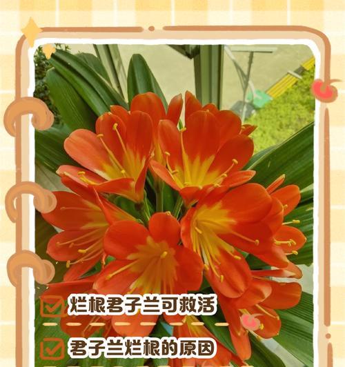 君子兰移栽需要剪根吗？君子兰剪根的最佳方法是什么？