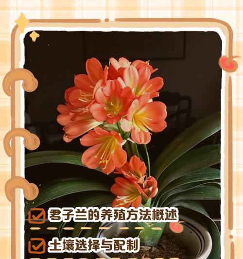 君子兰移栽需要剪根吗？君子兰剪根的最佳方法是什么？