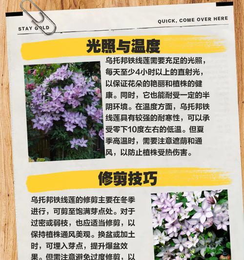 铁线莲的土壤选择和养护方法是什么？