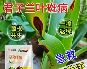 君子兰叶斑病害的预防方法有哪些？