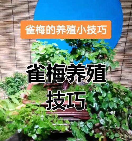 冬天金雀盆景的正确浇水方法是什么？