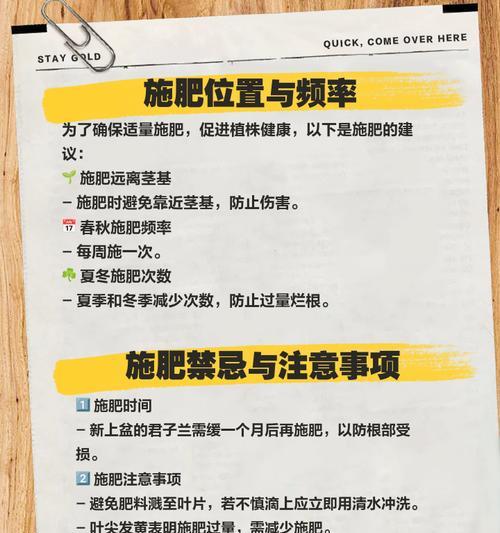 土豆作为肥料如何养护君子兰？