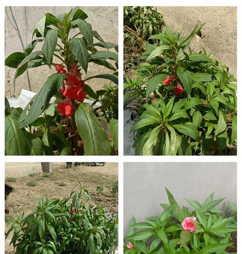 播种凤仙花应选择哪种种子？挑选技巧是什么？