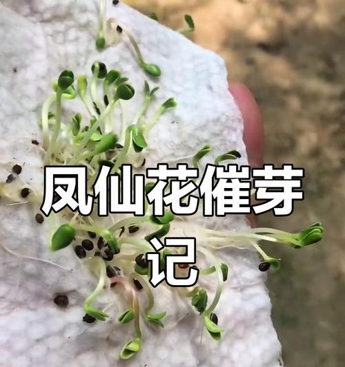 播种凤仙花应选择哪种种子？挑选技巧是什么？