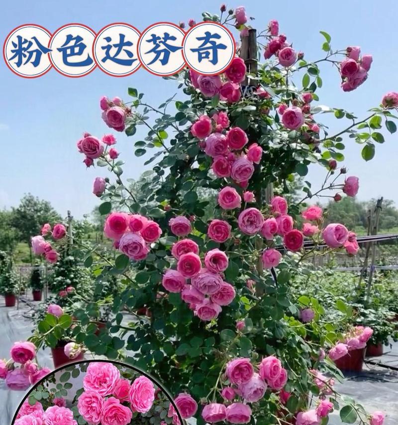 月季爬藤花瓶的养殖方法是什么？
