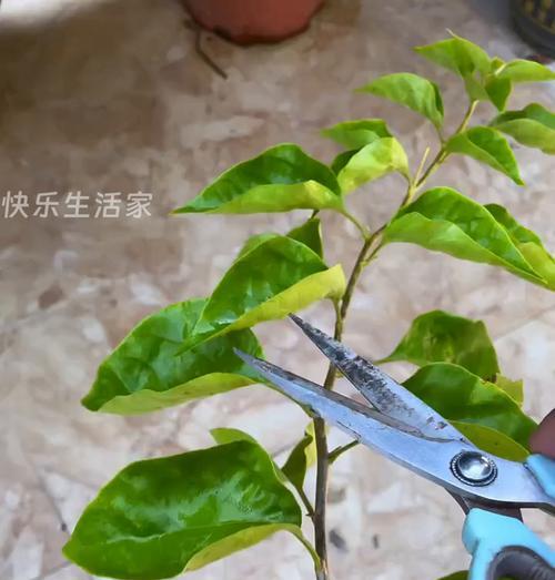 三角梅熟桩保留枝条的方法是什么？