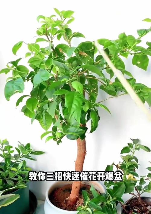 三角梅熟桩保留枝条的方法是什么？