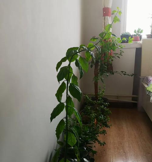 三角梅熟桩保留枝条的方法是什么？