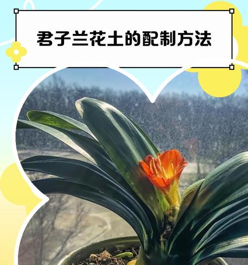君子兰缓苗期的表现是什么？