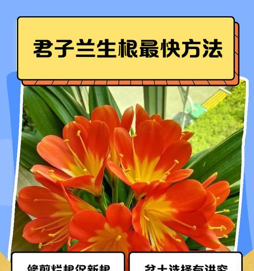 君子兰果实繁殖的方法是什么？