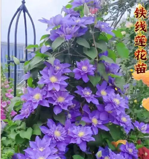 铁线莲造景盆栽的养护方法是什么？如何让铁线莲长得更好？