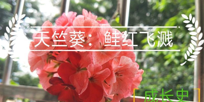 天竺葵淡鲑鱼的养殖方法是什么？