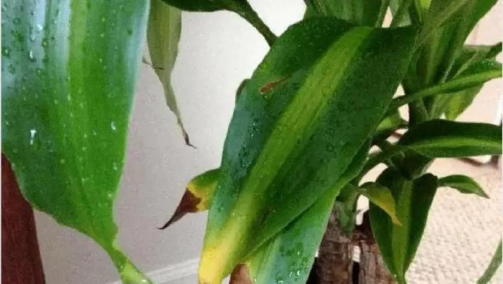 趴地植物叶子发黄的解决措施是什么？