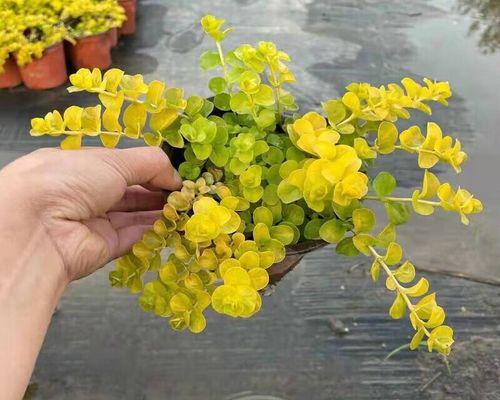 趴地植物叶子发黄的解决措施是什么？