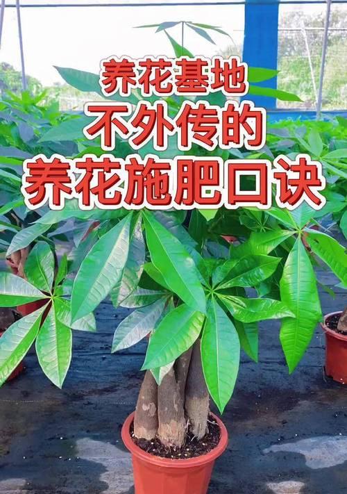 绿植施肥有哪些小技巧？