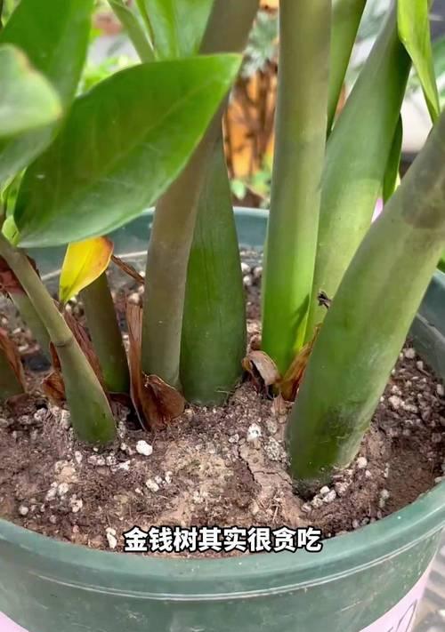 绿植施肥有哪些小技巧？