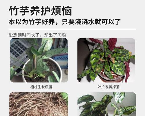 绿植施肥有哪些小技巧？