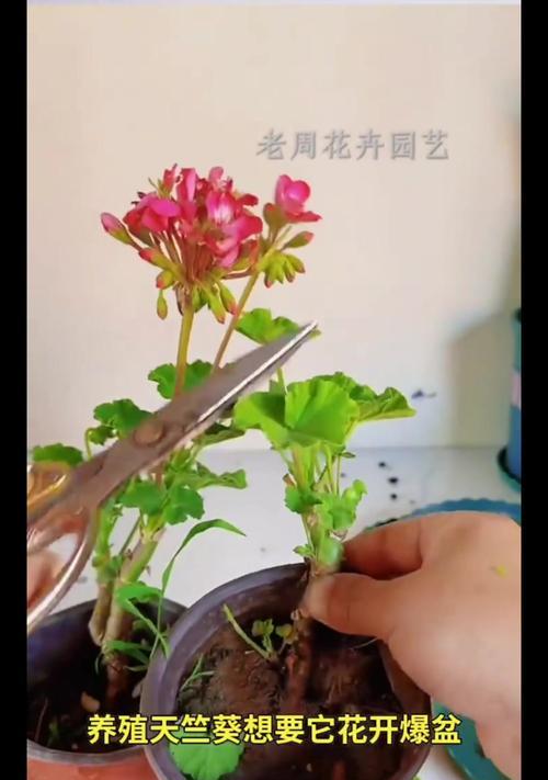 天竺葵会冻坏吗怎么养活？如何在冬季保护天竺葵？