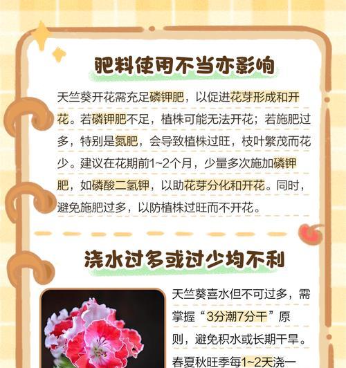 天竺葵会冻坏吗怎么养活？如何在冬季保护天竺葵？