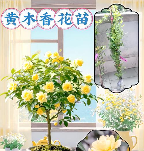 嫁接月季黄木香的养护方法是什么？