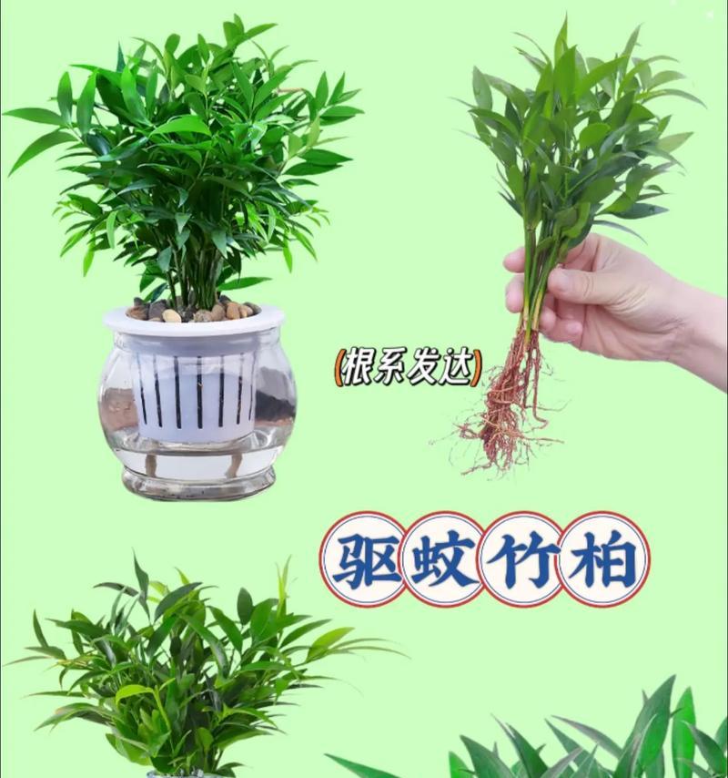 土培竹柏叶子发黄的处理方法是什么？