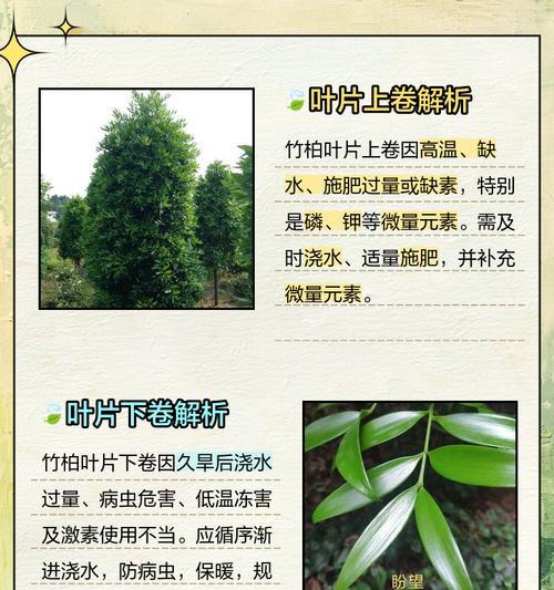 土培竹柏叶子发黄的处理方法是什么？