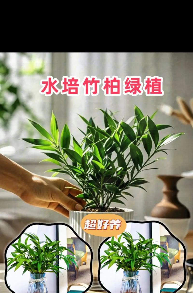 土培竹柏叶子发黄的处理方法是什么？