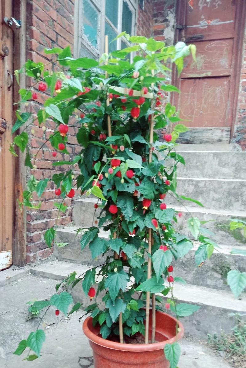 麻花绞藤盆景的养护技巧有哪些？