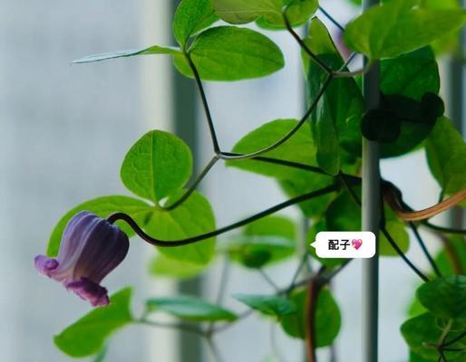 易养爆花二类铁线莲的养殖方法是什么？如何养好铁线莲？