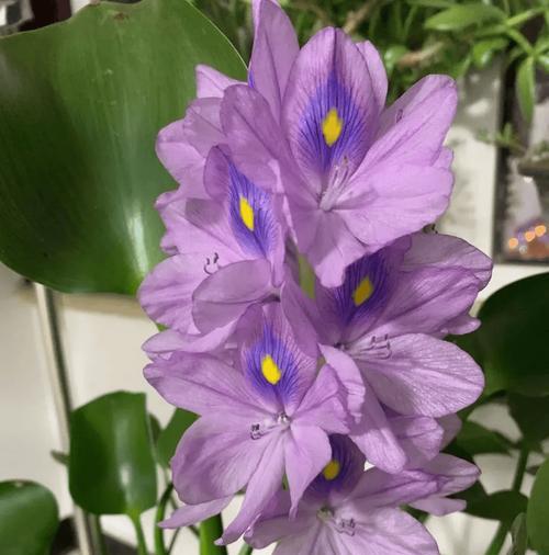 阳台大水缸适合养哪些花？