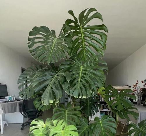阳台大水缸适合养哪些花？