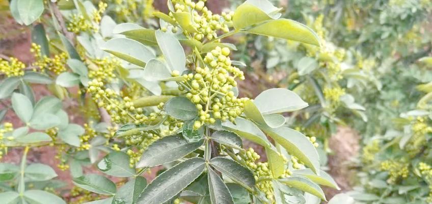 六月花椒的栽培技术有哪些？如何在夏季成功栽培花椒？