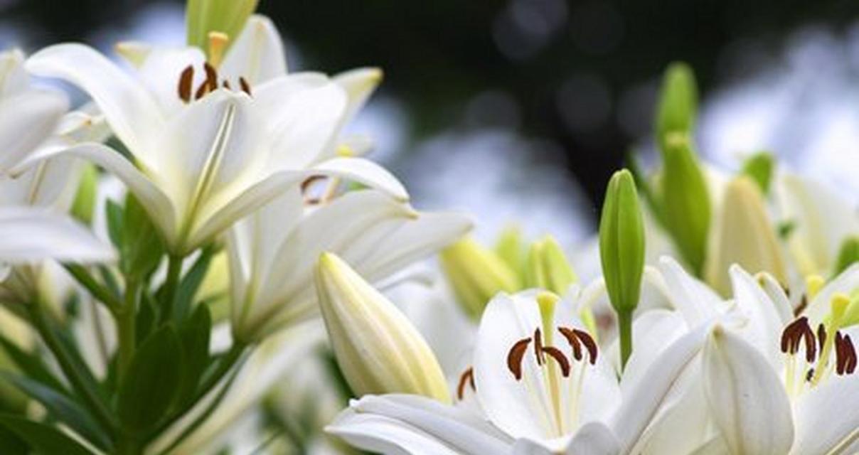阳台上白色花的种类有哪些？如何辨别和养护这些花卉？