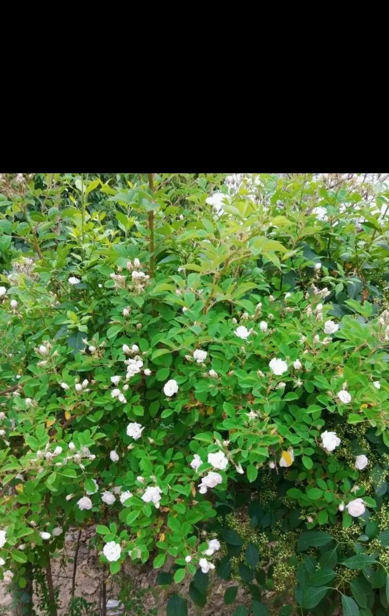 阳台上白色花的种类有哪些？如何辨别和养护这些花卉？