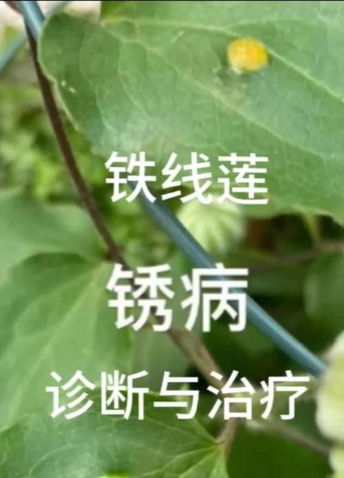 铁线莲笋枝断裂后应如何处理？