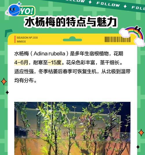 枝条观赏植物的特点和养护技巧？