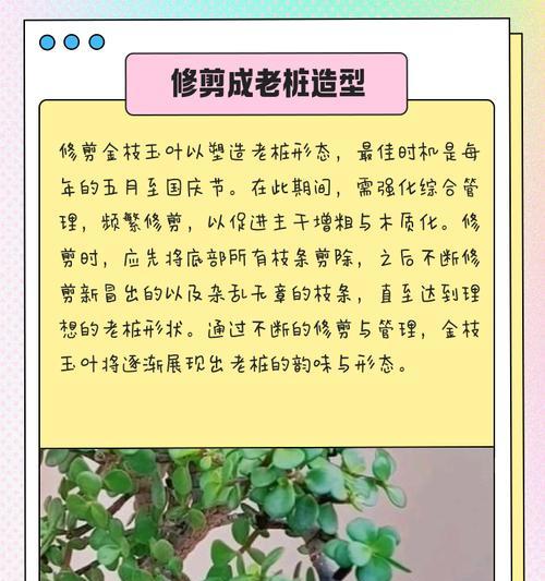 枝条观赏植物的特点和养护技巧？