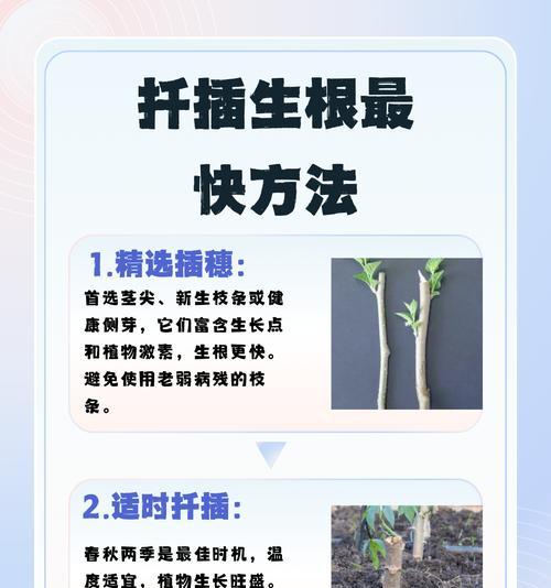 枝条观赏植物的特点和养护技巧？
